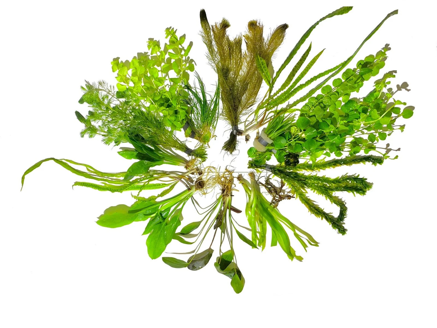 10 Live Aquarium Plants Aquatic Plant Pack Amazon Sword Java Fern Anubias +MORE✅