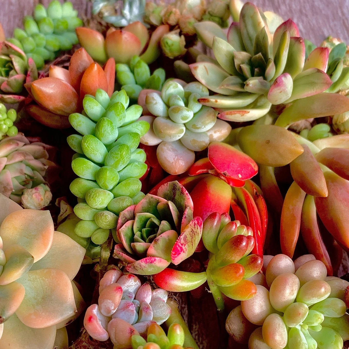 12pc Live succulent cuttings , Bare root succulent garden