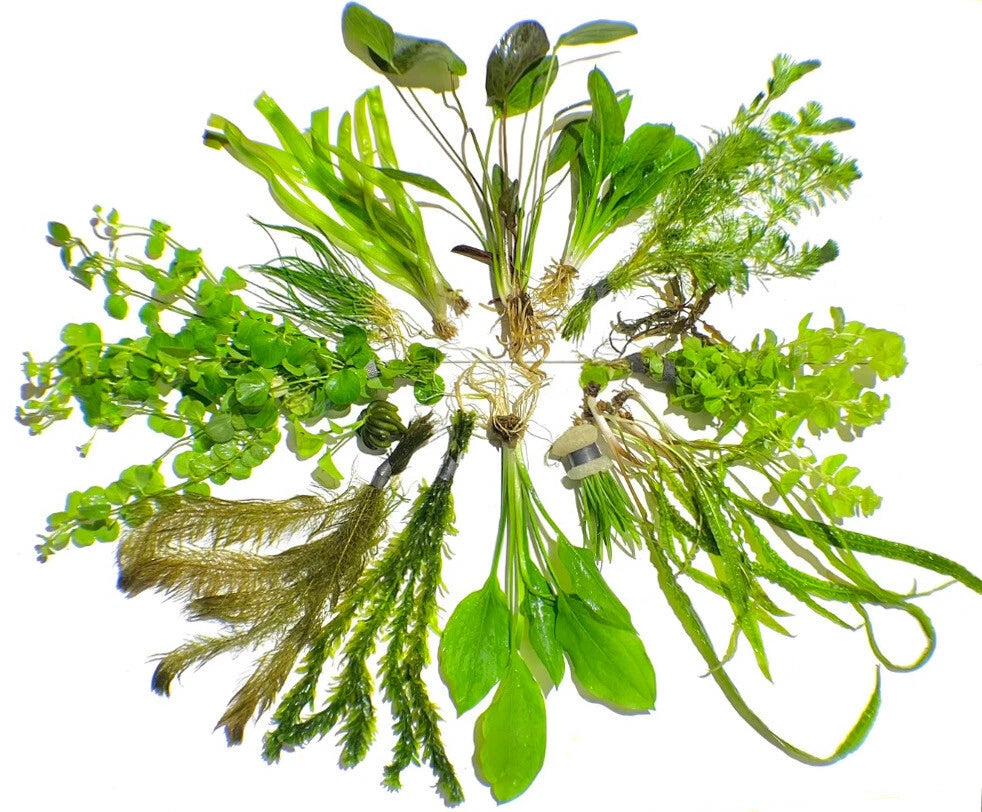 10 Live Aquarium Plants Aquatic Plant Pack Amazon Sword Java Fern Anubias +MORE✅