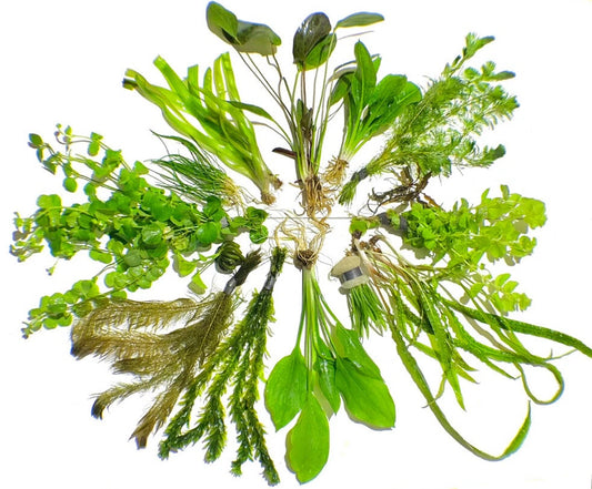 10 Live Aquarium Plants Aquatic Plant Pack Amazon Sword Java Fern Anubias +MORE✅